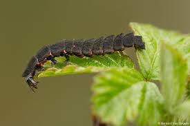 Attēlu rezultāti vaicājumam “Lampyris noctiluca larva”