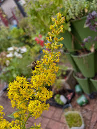 Attēlu rezultāti vaicājumam “Byssocorticium atrovirens”