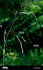 Attēlu rezultāti vaicājumam “Bromopsis benekenii”