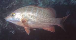 Image result for Lutjanus jocu