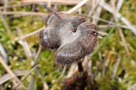 Attēlu rezultāti vaicājumam “Physarum auriscalpium”