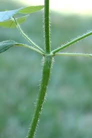 Attēlu rezultāti vaicājumam “Galeopsis bifida”