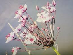 Attēlu rezultāti vaicājumam “Butomus umbellatus bud”