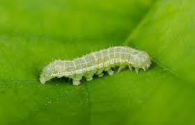 Attēlu rezultāti vaicājumam “Cosmia trapezina”