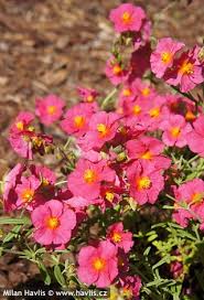 Attēlu rezultāti vaicājumam “Helianthemum x hybridum flower”