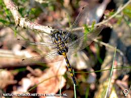 Attēlu rezultāti vaicājumam “Leucorrhinia rubicunda”