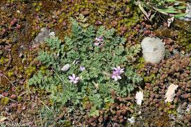 Attēlu rezultāti vaicājumam “Erodium cicutarium”