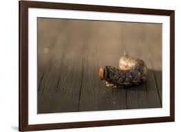 Attēlu rezultāti vaicājumam “Sphinx pinastri larva”