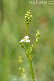 Attēlu rezultāti vaicājumam “Alisma plantago-aquatica flower”