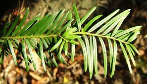 Attēlu rezultāti vaicājumam “Taxus baccata leaf”