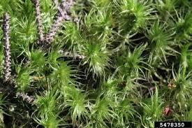 Attēlu rezultāti vaicājumam “| Dicranum”