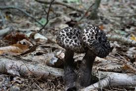 Attēlu rezultāti vaicājumam “Strobilomyces strobilaceus”