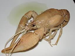 Attēlu rezultāti vaicājumam “Astacus leptodactylus”