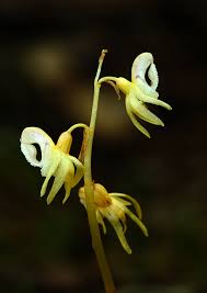 Attēlu rezultāti vaicājumam “Epipogium aphyllum flower”