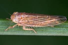 Attēlu rezultāti vaicājumam “Paramesus obtusifrons”