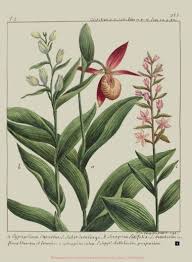 Attēlu rezultāti vaicājumam “Cephalanthera rubra leaf”