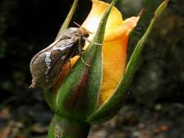 Attēlu rezultāti vaicājumam “Hepialus lupulinus”