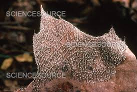 Attēlu rezultāti vaicājumam “Diachea muscorum spores”