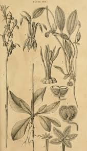 Attēlu rezultāti vaicājumam “Erysimum hieracifolium fruit”