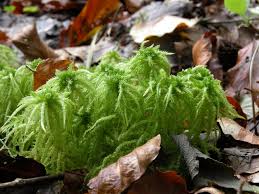 Attēlu rezultāti vaicājumam “Sphagnum squarrosum”