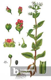 Attēlu rezultāti vaicājumam “Scrophularia umbrosa”