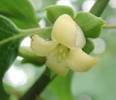 American persimmon -- Britannica Online Encyclopedia