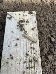 Attēlu rezultāti vaicājumam “Hadula trifolii larva”