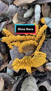 Attēlu rezultāti vaicājumam “myxomicetes”