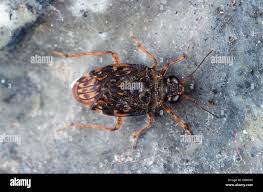 Attēlu rezultāti vaicājumam “Saldula saltatoria”