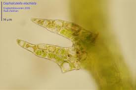 Attēlu rezultāti vaicājumam “Cephaloziella elachista”