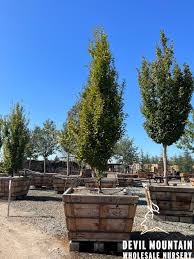 Attēlu rezultāti vaicājumam “Carpinus betulus”