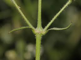 Attēlu rezultāti vaicājumam “Silene nutans flower”