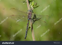 Attēlu rezultāti vaicājumam “Aeshna juncea male”