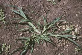 Attēlu rezultāti vaicājumam “Echinochloa crus-galli leaf”
