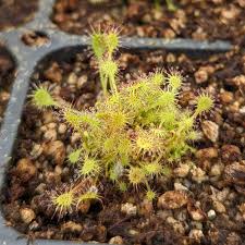 Attēlu rezultāti vaicājumam “Drosera anglica fruit”
