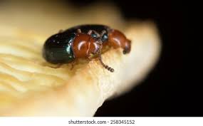 Attēlu rezultāti vaicājumam “Triplax aenea”