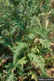 Image result for Dipsacus laciniatus