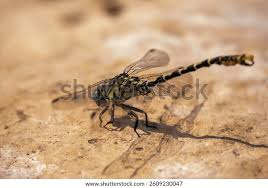 Attēlu rezultāti vaicājumam “Onychogomphus forcipatus”