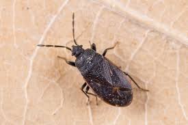 Attēlu rezultāti vaicājumam “Scolopostethus thomsoni”