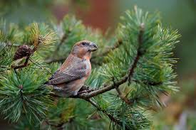 Attēlu rezultāti vaicājumam “Loxia pytyopsittacus”