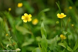 Attēlu rezultāti vaicājumam “Ranunculus flammula fruit”
