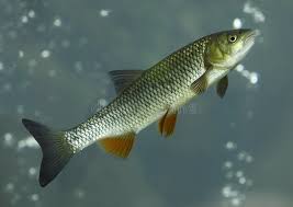 Image result for Squalius cephalus