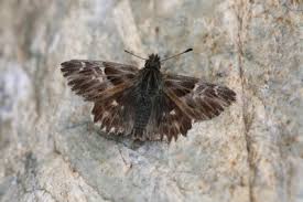 Attēlu rezultāti vaicājumam “Carcharodus floccifera upperside”