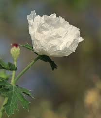 Attēlu rezultāti vaicājumam “Papaver argemone bud”