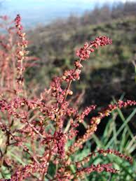 Attēlu rezultāti vaicājumam “Rumex acetosella flower”