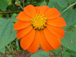 Image result for Tithonia rotundifolia