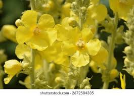 Image result for Verbascum densiflorum