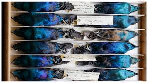 Attēlu rezultāti vaicājumam “Cribraria piriformis stalked”