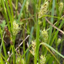 Attēlu rezultāti vaicājumam “Carex remota fruit”