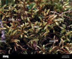 Attēlu rezultāti vaicājumam “Pleurozium schreberi sporophyte”